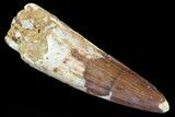 Barga, Spinosaurus Tooth - Real Dinosaur Tooth #82642-1